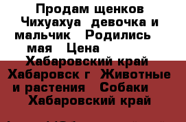 Продам щенков Чихуахуа (девочка и мальчик). Родились 26 мая › Цена ­ 25 000 - Хабаровский край, Хабаровск г. Животные и растения » Собаки   . Хабаровский край